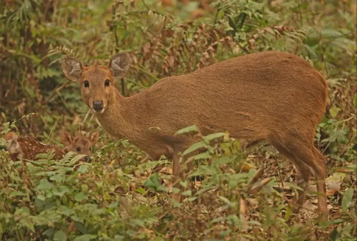 Framed Print : Hog Deer (Axis porcinus porcinus) adult female with young fawn, standing in vegetation, Kaziranga N. P Framed Print : Hog Deer (Axis porcinus porcinus) adult female with young fawn, standing in vegetation, Kaziranga N. P