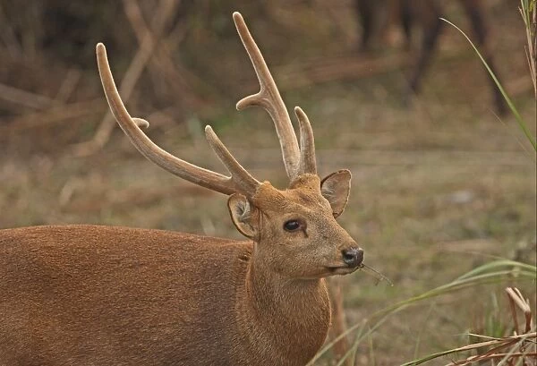 Hog Deer (Axis porcinus porcinus) adult male, close-up of head, with antlers in velvet, feeding, Kaziranga N. P