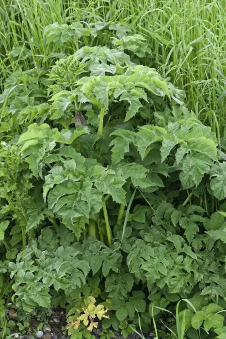 Framed Print : Hogweed, Heracleum sphondylium, bold garden weed growing on waste ground Framed Print : Hogweed, Heracleum sphondylium, bold garden weed growing on waste ground