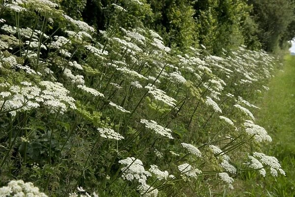 Hogweed, Heracleum sphondylium; white umbellifer flowers beside a country path in summer