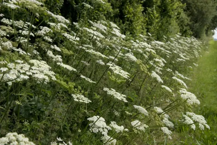 Framed Print : Hogweed, Heracleum sphondylium; white umbellifer flowers beside a country path in summer Framed Print : Hogweed, Heracleum sphondylium; white umbellifer flowers beside a country path in summer