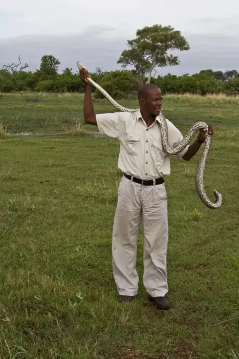 Framed Print : Holding an African Rock Python - Okavango Delta Framed Print : Holding an African Rock Python - Okavango Delta