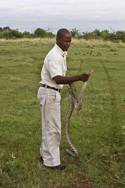 Holding an African Rock Python - Okavango Delta
