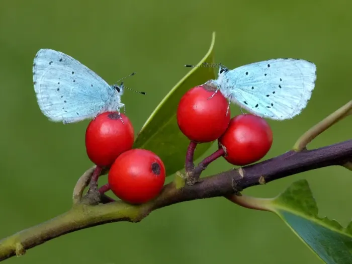 Framed Print : Holly Blue (Celastrina argiolus) two adults, resting on European Holly (Ilex aquifolium) berries, Leicestershire, England, april Framed Print : Holly Blue (Celastrina argiolus) two adults, resting on European Holly (Ilex aquifolium) berries, Leicestershire, England, april