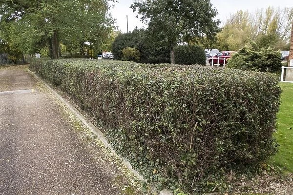 A holly hedge at Moulsham Mill Essex