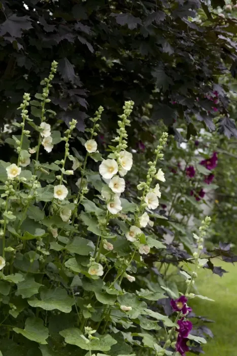 Framed Print : Hollyhock (Alcea sp. ) flowering, growing in garden, Ottawa, Ontario, Canada, July Framed Print : Hollyhock (Alcea sp. ) flowering, growing in garden, Ottawa, Ontario, Canada, July
