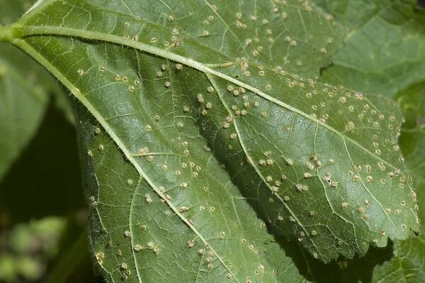 Hollyhock rust, Puccinia malvacearum, early pustules on the lower surface of a hollyhock leaf