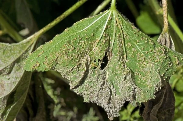 Hollyhock rust, Puccinia malvacearum, severe damage and spotting on the lower surface of a hollyhock leaf