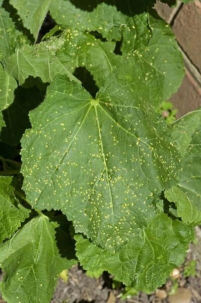 Hollyhock rust, Puccinia malvacearum, early spotting symptoms on the top surface of a hollyhock leaf