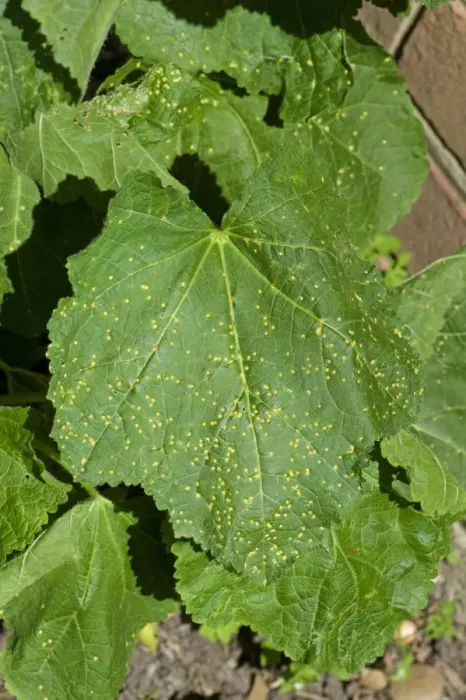 Framed Print : Hollyhock rust, Puccinia malvacearum, early spotting symptoms on the top surface of a hollyhock leaf