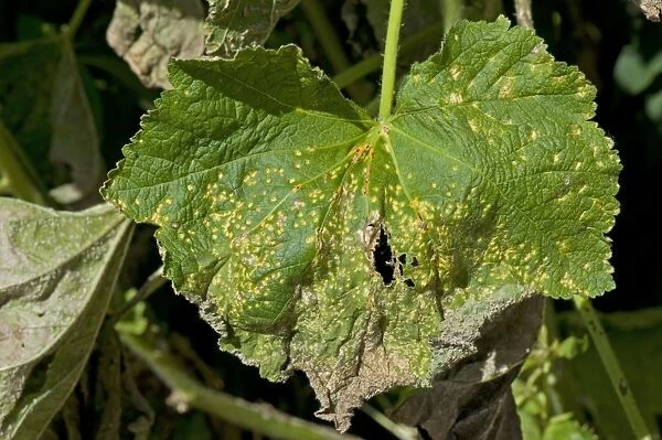 Hollyhock rust, Puccinia malvacearum, severe damage anf spotting on the top surface of a hollyhock leaf