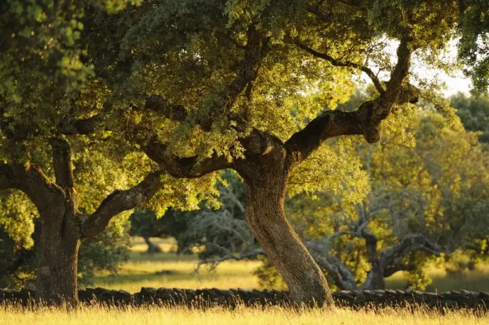 Framed Print : Holm Oak (Quercus ilex) habit, dehesa habitat in late evening sunlight, Spain, june Framed Print : Holm Oak (Quercus ilex) habit, dehesa habitat in late evening sunlight, Spain, june