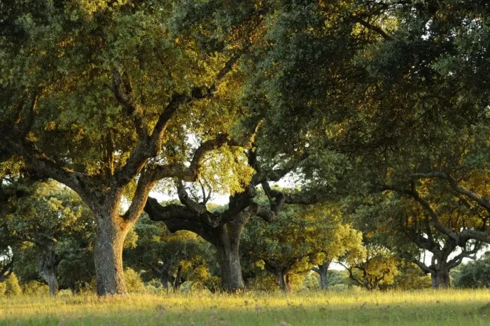 Framed Print : Holm Oak (Quercus ilex) habit, dehesa habitat in late evening sunlight, Spain, june Framed Print : Holm Oak (Quercus ilex) habit, dehesa habitat in late evening sunlight, Spain, june
