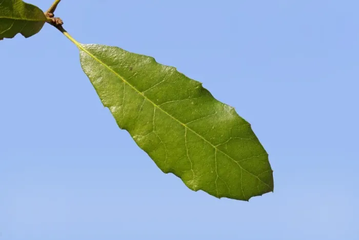 Framed Print : Holm Oak (Quercus ilex) introduced species, close-up of leaf, Suffolk, England, February Framed Print : Holm Oak (Quercus ilex) introduced species, close-up of leaf, Suffolk, England, February