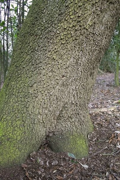 Holm Oak (Quercus ilex) introduced species, close-up of trunk, growing in woodland, Vicarage Plantation, Mendlesham