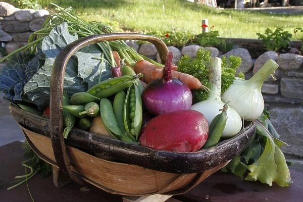 Homegrown organic vegetables, trug with harvested onions, peas, cabbage, carrots and parsley, Scotland, august