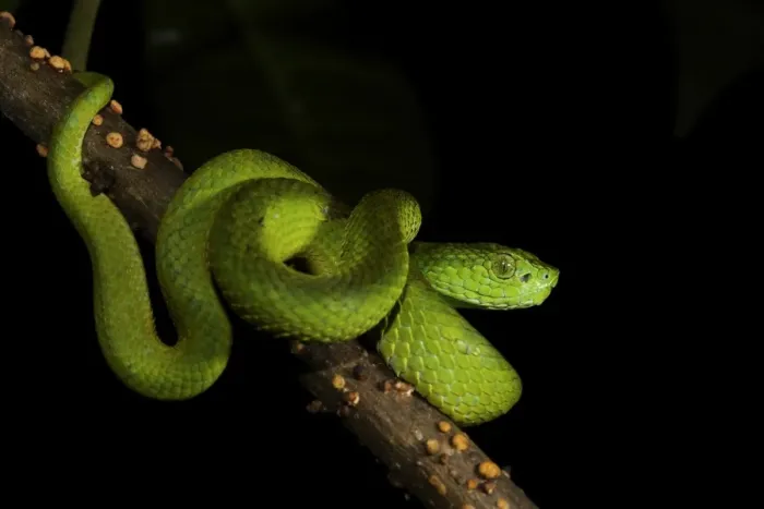 Framed Print : Honduran Palm-pitviper (Bothriechis marchi) juvenile, coiled on branch, in cloudforest, Cusuco N. P Framed Print : Honduran Palm-pitviper (Bothriechis marchi) juvenile, coiled on branch, in cloudforest, Cusuco N. P