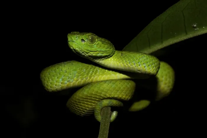 Framed Print : Honduran Palm-pitviper (Bothriechis marchi) juvenile, coiled on leaf stem, in cloudforest, Cusuco N. P