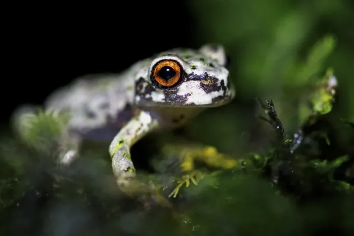 Framed Print : Honduras Spikethumb Frog (Plectrohyla dasypus) adult, in cloudforest, Cusuco N. P. Sierra del Merendon, Honduras, July