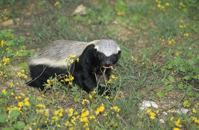 Framed Print : Honey Badger (Mellivora capensis) adult, feeding on chick, Israel Framed Print : Honey Badger (Mellivora capensis) adult, feeding on chick, Israel