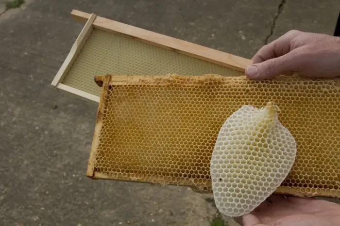 Framed Print : Honey bee hive wax frames, furthest has a new wax foundation, next is a wax frame that is being reused after honey has Framed Print : Honey bee hive wax frames, furthest has a new wax foundation, next is a wax frame that is being reused after honey has