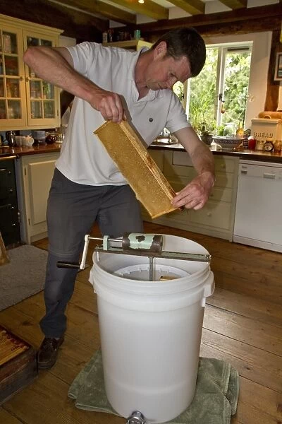 The honey comb frames are placed into a spinning drum and then spun at high speed to separate the honey from the comb