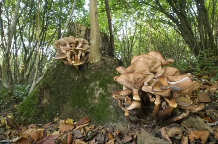 Framed Print : Honey Fungus (Armillaria mellea) fruiting bodies, growing on Common Ash (Fraxinus excelsior) stool, in coppice woodland habitat, Kent, England, october Framed Print : Honey Fungus (Armillaria mellea) fruiting bodies, growing on Common Ash (Fraxinus excelsior) stool, in coppice woodland habitat, Kent, England, october