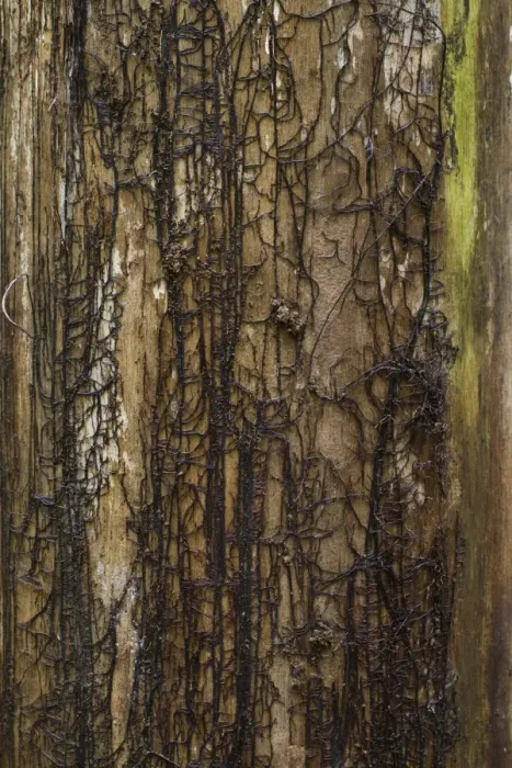 Framed Print : Honey Fungus (Armillaria mellea) rhizomorphs or bootlaces where bark has fallen from trunk of dead tree, Powys, Wales Framed Print : Honey Fungus (Armillaria mellea) rhizomorphs or bootlaces where bark has fallen from trunk of dead tree, Powys, Wales