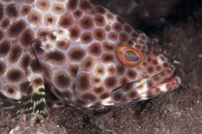 Framed Print : Honeycomb Grouper (Epinephelus merra) adult, close-up of head, Seraya Beach Resort, Bali, Lesser Sunda Islands, Indonesia Framed Print : Honeycomb Grouper (Epinephelus merra) adult, close-up of head, Seraya Beach Resort, Bali, Lesser Sunda Islands, Indonesia