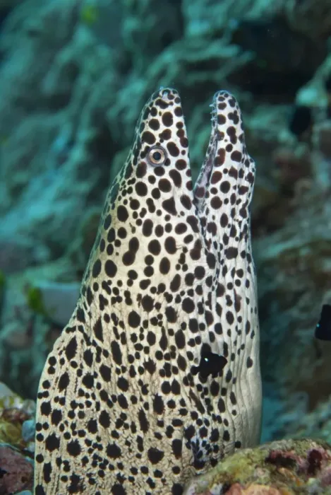 Framed Print : Honeycomb Moray (Gymnothorax favagineus) adult, close-up of head, with open mouth Framed Print : Honeycomb Moray (Gymnothorax favagineus) adult, close-up of head, with open mouth
