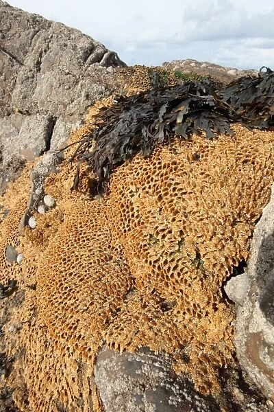 Honeycomb Worm (Sabellaria alveolata) tube reef colony, on exposed rocky shore at low tide, Bude, Cornwall, England