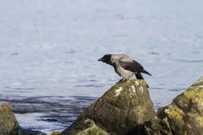 Framed Print : Hooded Crow Framed Print : Hooded Crow