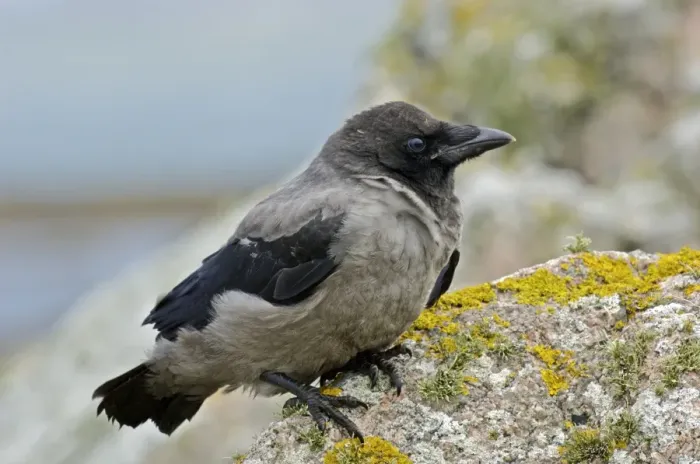 Framed Print : Hooded Crow (Corvus corone cornix) juvenile, perched on rock, Tiree, Inner Hebrides, Scotland, summer Framed Print : Hooded Crow (Corvus corone cornix) juvenile, perched on rock, Tiree, Inner Hebrides, Scotland, summer