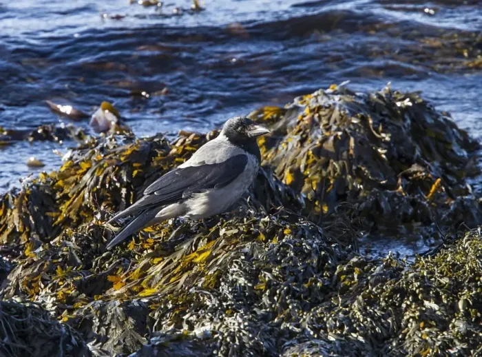 Framed Print : Hooded Crow feeding amongst seaweed on the sea shore Framed Print : Hooded Crow feeding amongst seaweed on the sea shore