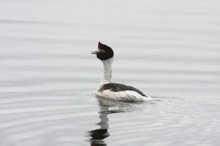 Framed Print : Hooded Grebe (Podiceps gallardoi) adult, swimming and calling to partner, Strobel Plateau, Santa Cruz, Argentina, november Framed Print : Hooded Grebe (Podiceps gallardoi) adult, swimming and calling to partner, Strobel Plateau, Santa Cruz, Argentina, november