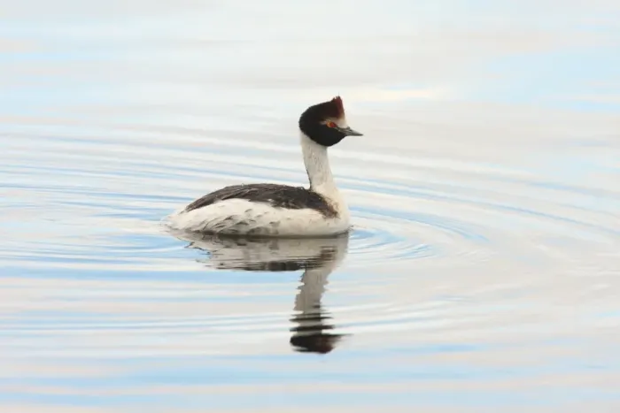 Framed Print : Hooded Grebe (Podiceps gallardoi) adult, swimming, Strobel Plateau, Santa Cruz, Argentina, november Framed Print : Hooded Grebe (Podiceps gallardoi) adult, swimming, Strobel Plateau, Santa Cruz, Argentina, november