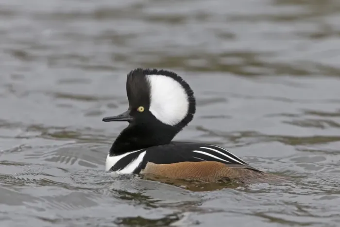 Framed Print : Hooded Merganser (Lophodytes cucullatus) adult male, with raised crest, swimming, Pensthorpe Nature Reserve Framed Print : Hooded Merganser (Lophodytes cucullatus) adult male, with raised crest, swimming, Pensthorpe Nature Reserve