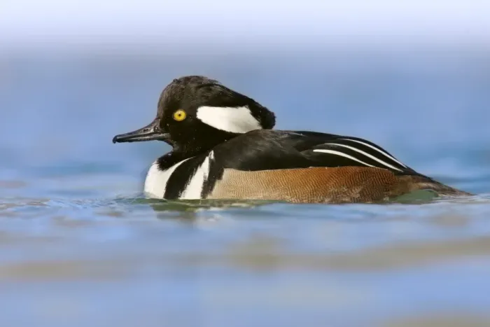 Framed Print : Hooded Merganser (Lophodytes cucullatus) adult male, swimming, U. S. A Framed Print : Hooded Merganser (Lophodytes cucullatus) adult male, swimming, U. S. A