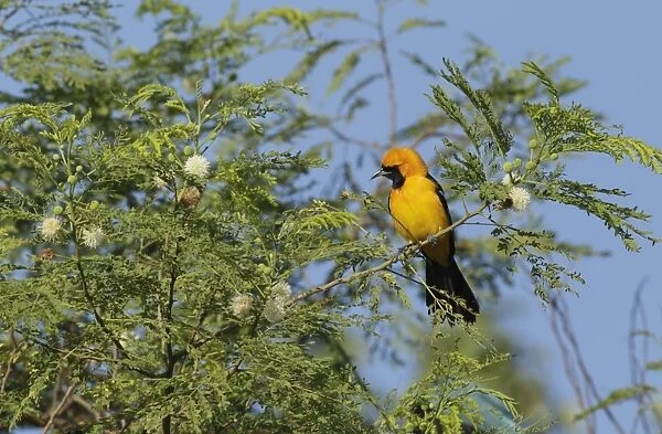 Hooded Oriole (Icterus cucullatus) adult male, perched on twig in flowering tree, Yucatan Peninsula, Mexico, October