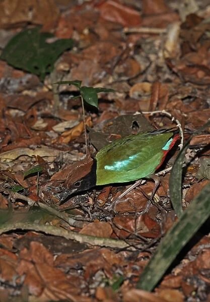 Hooded Pitta (Pitta sordida) adult, foraging on forest floor, Taman Negara N. P