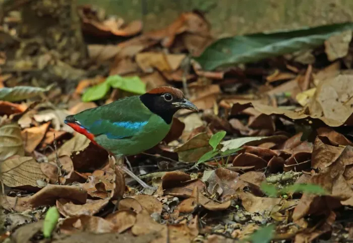 Framed Print : Hooded Pitta (Pitta sordida) adult, foraging on forest floor, Taman Negara N. P