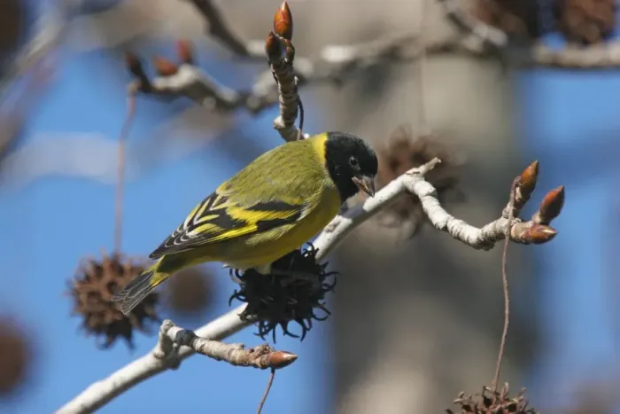Framed Print : Hooded Siskin (Carduelis magellanica) adult male, feeding on seeds in tree, La Lucila, Buenos Aires Province, Argentina, july Framed Print : Hooded Siskin (Carduelis magellanica) adult male, feeding on seeds in tree, La Lucila, Buenos Aires Province, Argentina, july