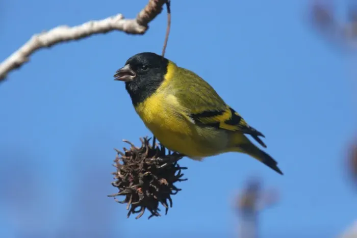 Framed Print : Hooded Siskin (Carduelis magellanica) adult male, feeding on seeds in tree, La Lucila, Buenos Aires Province, Argentina, july Framed Print : Hooded Siskin (Carduelis magellanica) adult male, feeding on seeds in tree, La Lucila, Buenos Aires Province, Argentina, july