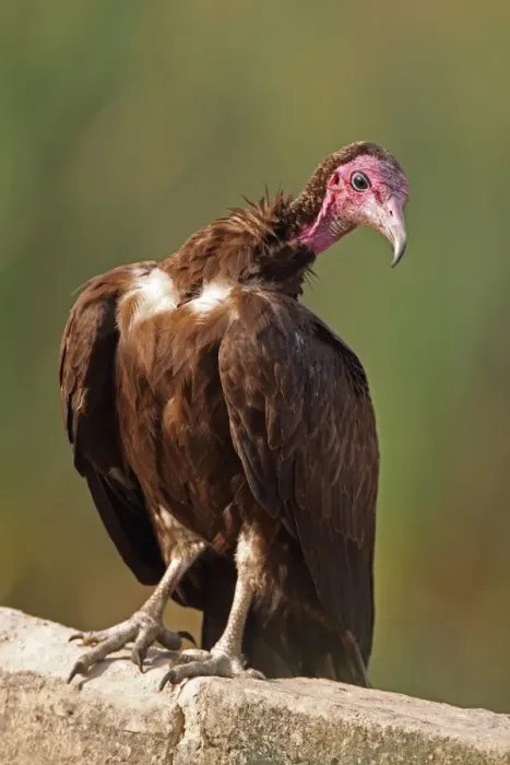 Framed Print : Hooded Vulture (Necrosyrtes monachus) adult, standing on wall, Gambia, january