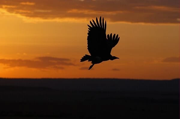 Hooded Vulture (Necrosyrtes monachus) in flight, silhouette at sunset, Masai Mara, Kenya