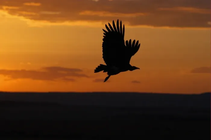 Framed Print : Hooded Vulture (Necrosyrtes monachus) in flight, silhouette at sunset, Masai Mara, Kenya Framed Print : Hooded Vulture (Necrosyrtes monachus) in flight, silhouette at sunset, Masai Mara, Kenya