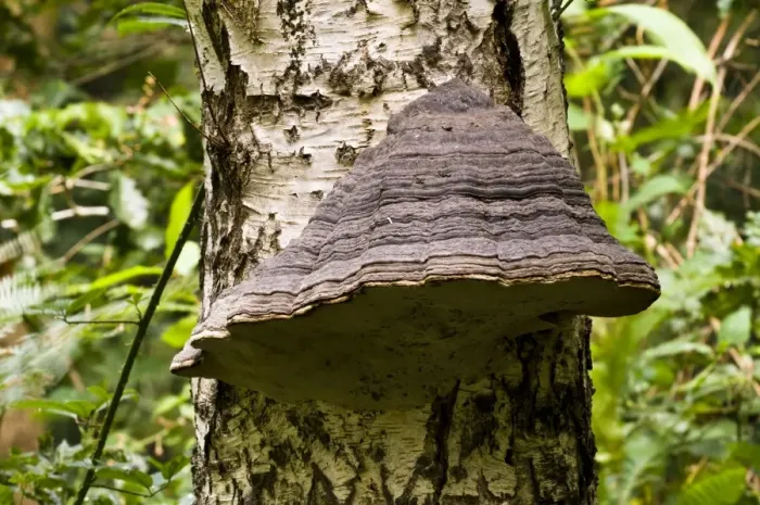 Framed Print : Hoof Fungus (Fomes fomentarius) fruiting body, growing on Silver Birch (Betula pendula) trunk, Clumber Park Framed Print : Hoof Fungus (Fomes fomentarius) fruiting body, growing on Silver Birch (Betula pendula) trunk, Clumber Park