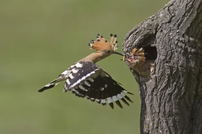 Framed Print : Hoopoe (Upupa epops) adult, in flight, feeding chick at nesthole entrance, Bulgaria, may Framed Print : Hoopoe (Upupa epops) adult, in flight, feeding chick at nesthole entrance, Bulgaria, may