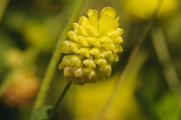 Hop Trefoil (Trifolium campestre) close-up of flowerhead, College Lake Nature Reserve, Hertfordshire, England, June