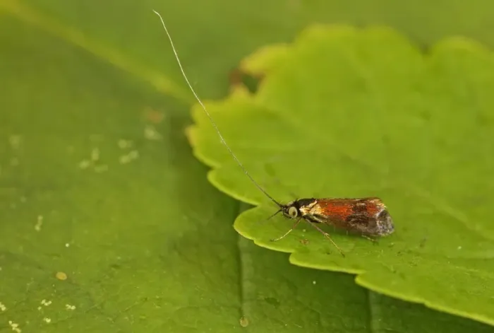 Framed Print : Horehound Longhorn Moth (Nemophora fasciella) adult, resting on leaf, Norfolk, England, July Framed Print : Horehound Longhorn Moth (Nemophora fasciella) adult, resting on leaf, Norfolk, England, July